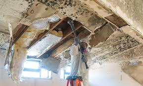 Best Black Mold Removal in USA